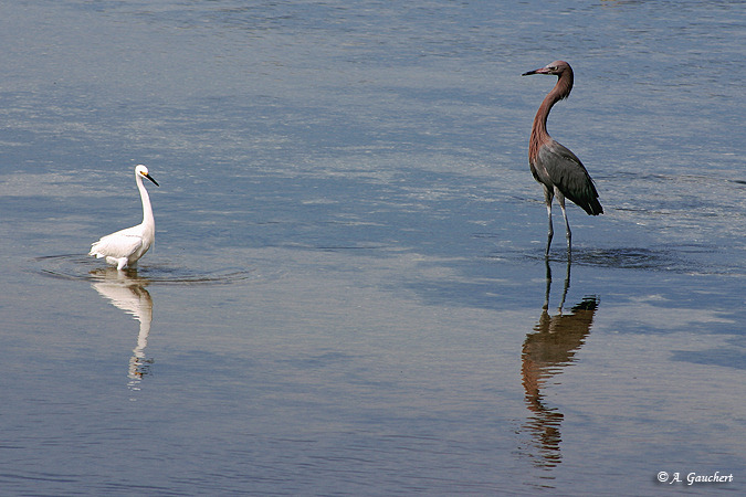 Birds at Ding Darling N.W.R